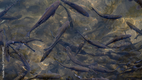 Obraz na płótnie Fish in Lithaios river in the city center of Trikala, Greece w salonie