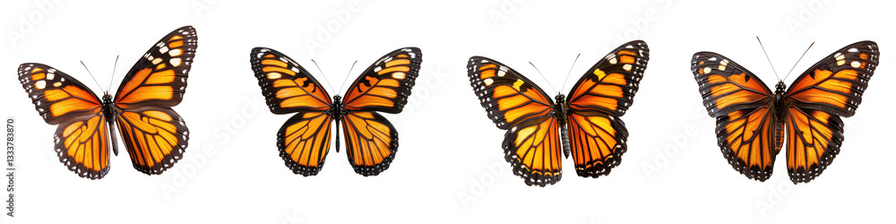 A captivating collection of colorful monarch butterflies in various stages of flight showcasing their delicate wings and graceful movements within a natural setting A captivating collection of colorful monarch butterflies in various stages of flight showcasing their delicate wings and graceful movements within a natural setting