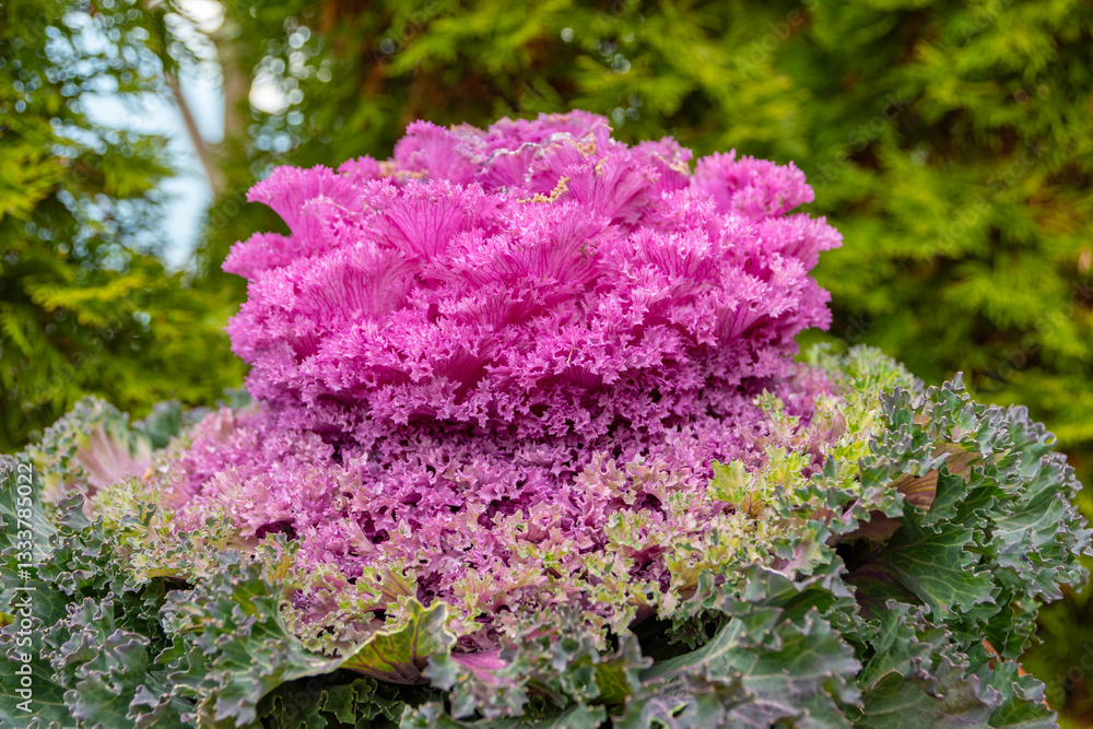 Ornamental Kale in vibrant pink fuchsia color
