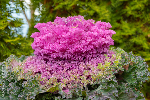Obraz na płótnie Ornamental Kale in vibrant pink fuchsia color w salonie
