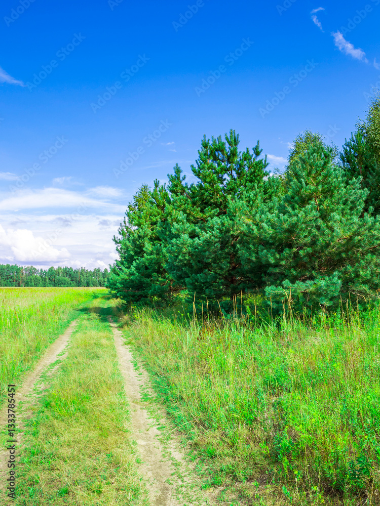 A road with trees on either side A road with trees on either side