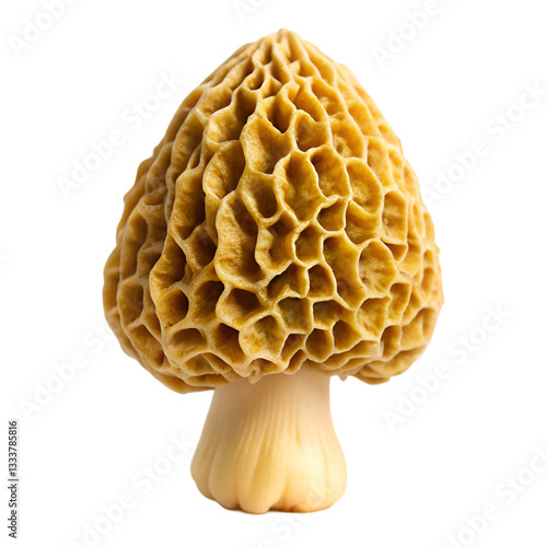 Golden morel mushroom isolated on transparent background