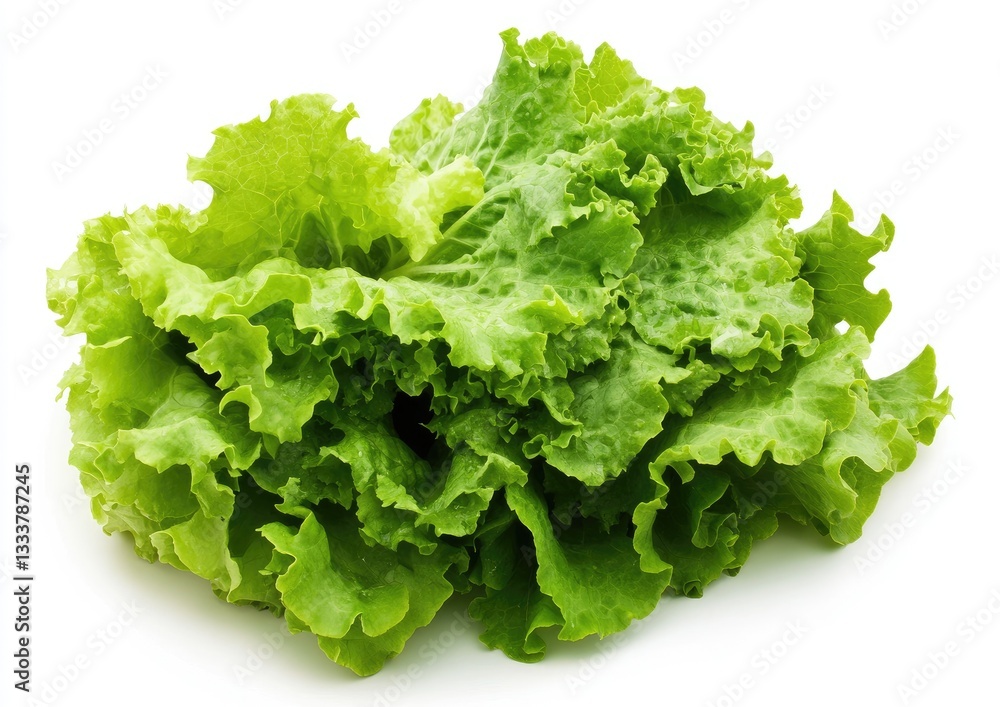 Fresh lettuce head on white background Fresh lettuce head on white background
