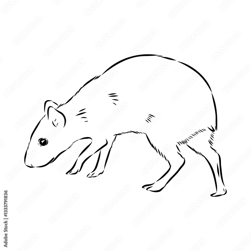 Fototapeta premium Agouti Vector Illustration Hand Drawn Animal Cartoon Art
