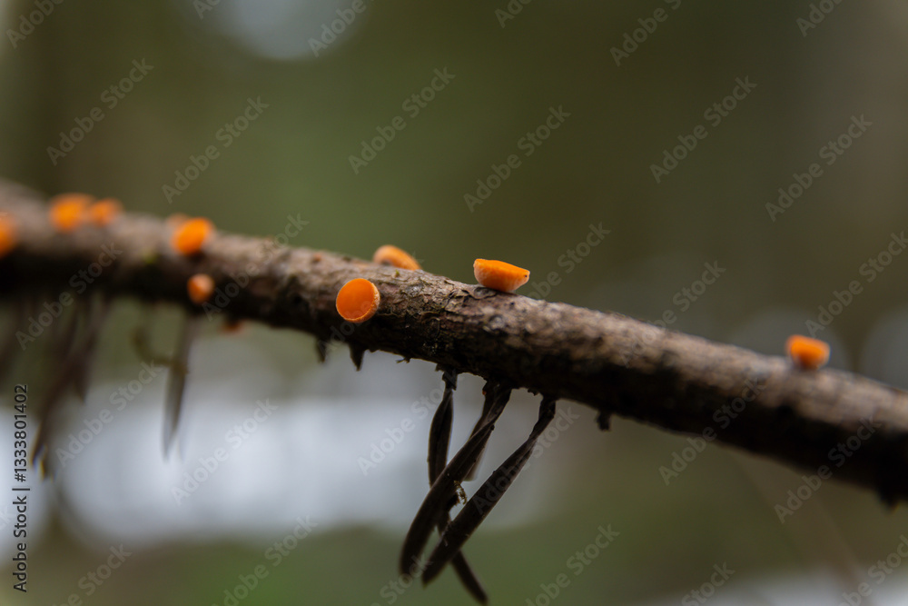 Orange small disc shaped mushrooms on fallen tree branches