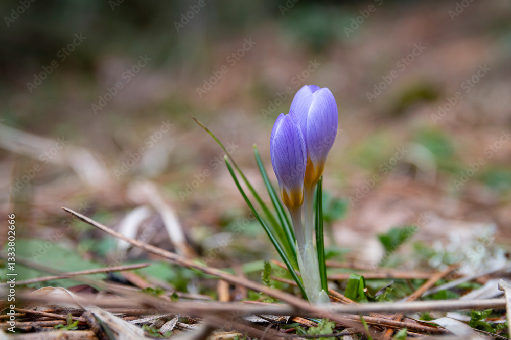 Colchicum sfikasianum (autumn crocus, meadow saffron, naked lady) wild flowers in natural environment