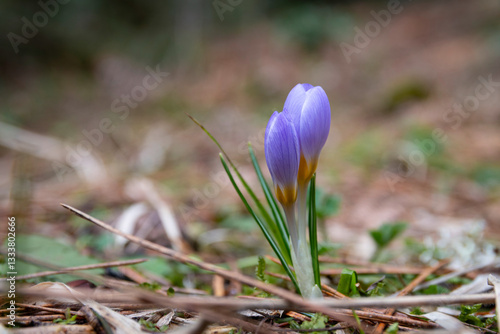 Obraz na płótnie Colchicum sfikasianum (autumn crocus, meadow saffron, naked lady) wild flowers in natural environment w salonie