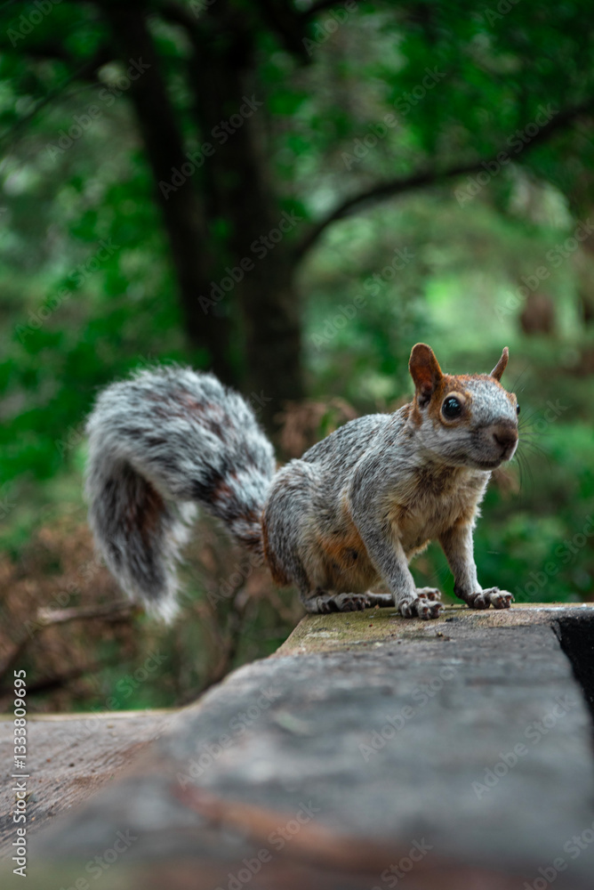 Fototapeta premium Ardilla posando.