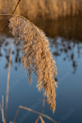 reeds in the snow