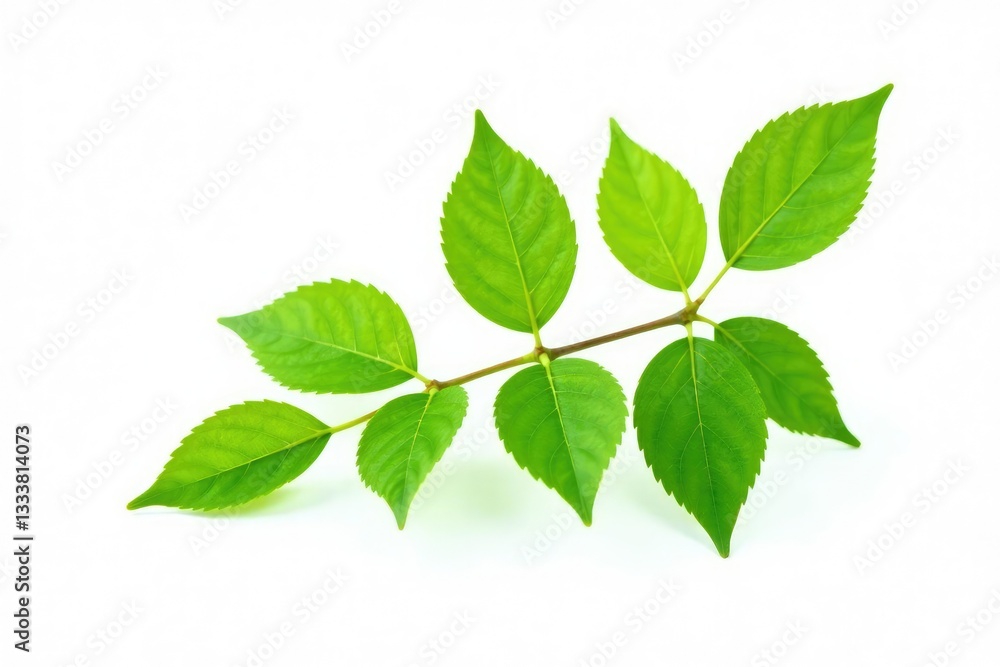Single isolated branch on white background with delicate leaf tips, nature, green, elegance Single isolated branch on white background with delicate leaf tips, nature, green, elegance