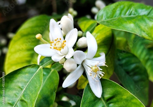 Bitter orange: a species of citrus, its botanical name is Citrus aurantium.