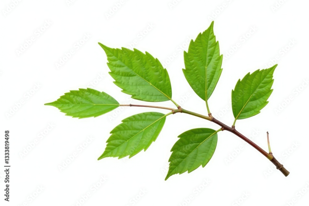 Single isolated branch with leaves and twigs on white background, earthy, organic Single isolated branch with leaves and twigs on white background, earthy, organic