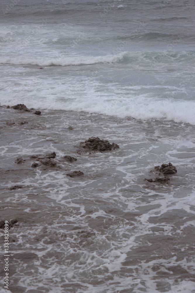 Fototapeta premium mar, campo, azul, verde, plantas, cactus, rocas, animal, agua, espuma