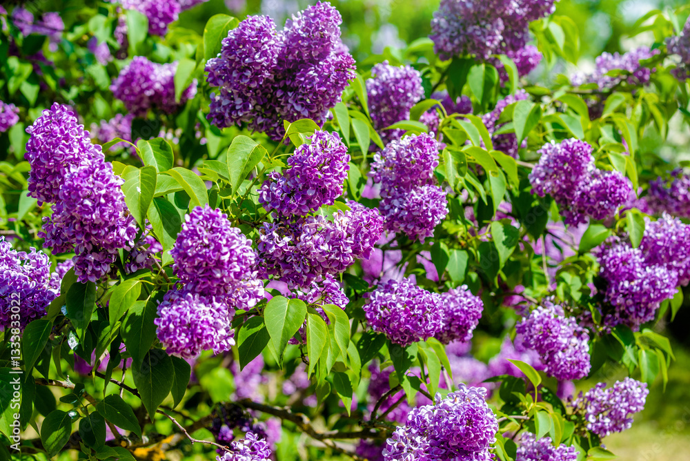 Pink lilac blooms in the Botanical garden
Pink lilac blooms in the Botanical garden