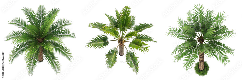 Fototapeta premium Set of A palm tree with a bush isolated on transparent background