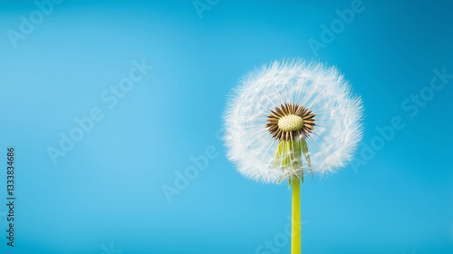 Wallpaper Mural Delicate dandelion seed head floating against vivid blue backdrop, showcasing soft botanical details with clean aesthetic Torontodigital.ca