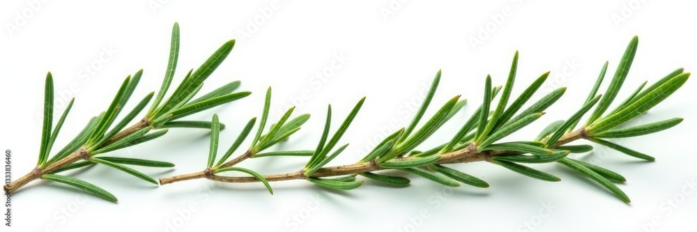 Sprigs of rosemary on white background branches, botanical, branches Sprigs of rosemary on white background branches, botanical, branches