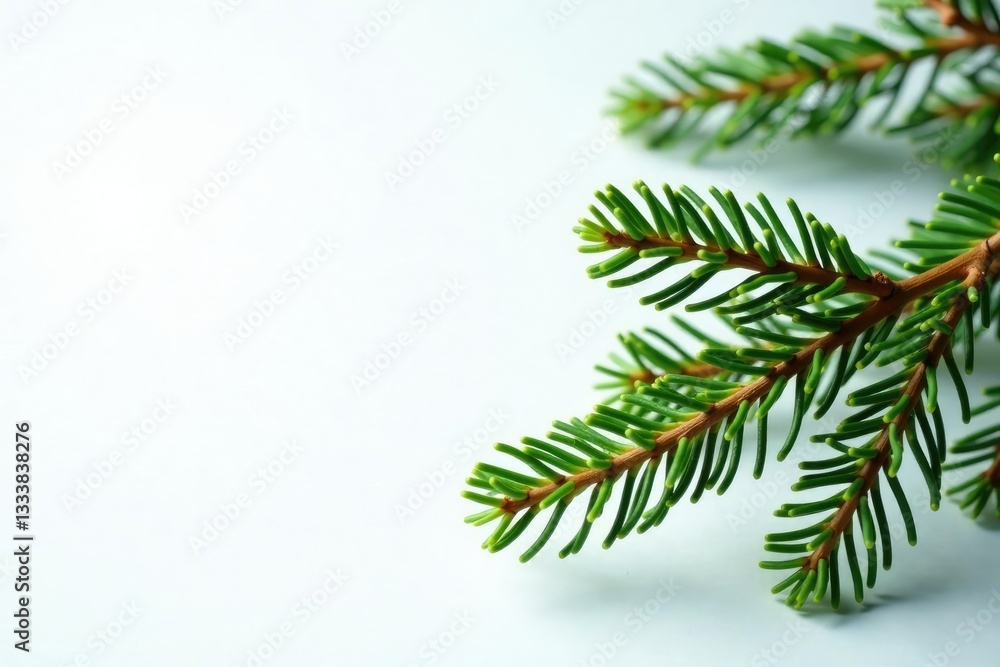 Spruce branches against a clean white surface, minimalist, nature Spruce branches against a clean white surface, minimalist, nature