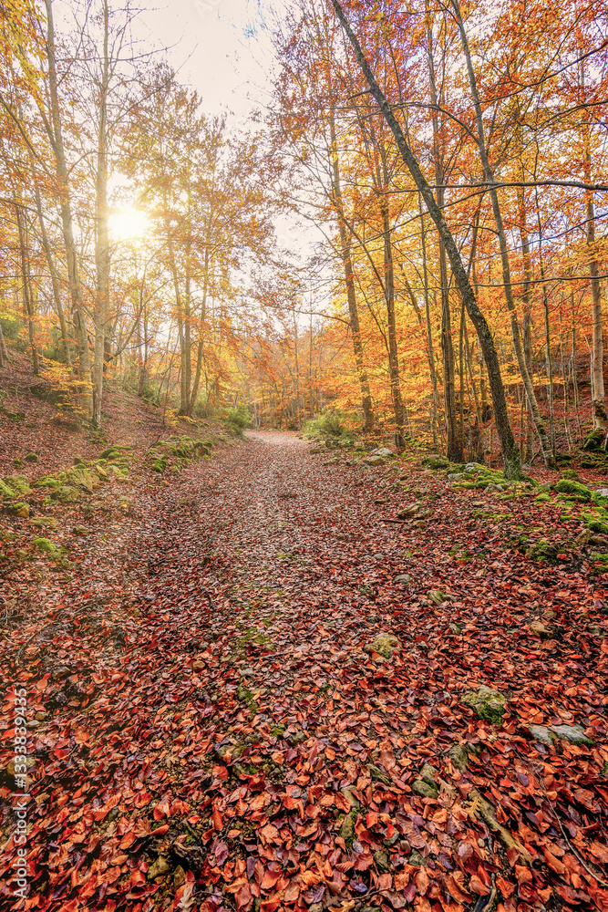Obraz premium Falling leaves in the beech forest