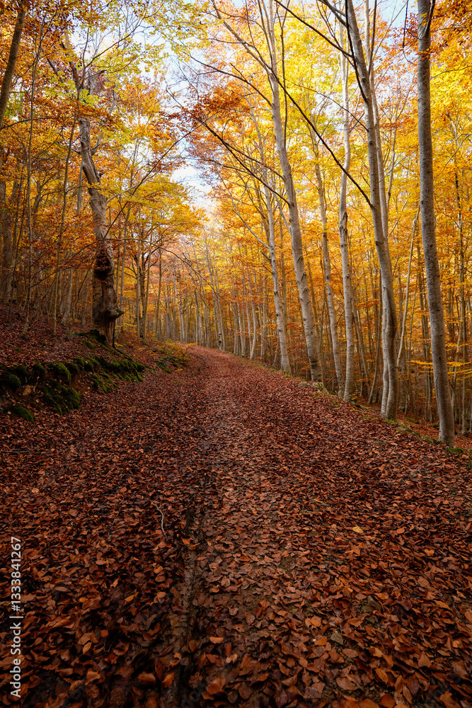 Obraz premium Falling leaves in the beech forest