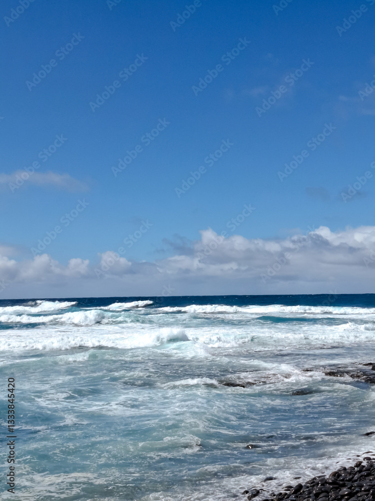 mar, campo, azul, verde, plantas, cactus, rocas, animal, agua, espuma mar, campo, azul, verde, plantas, cactus, rocas, animal, agua, espuma
