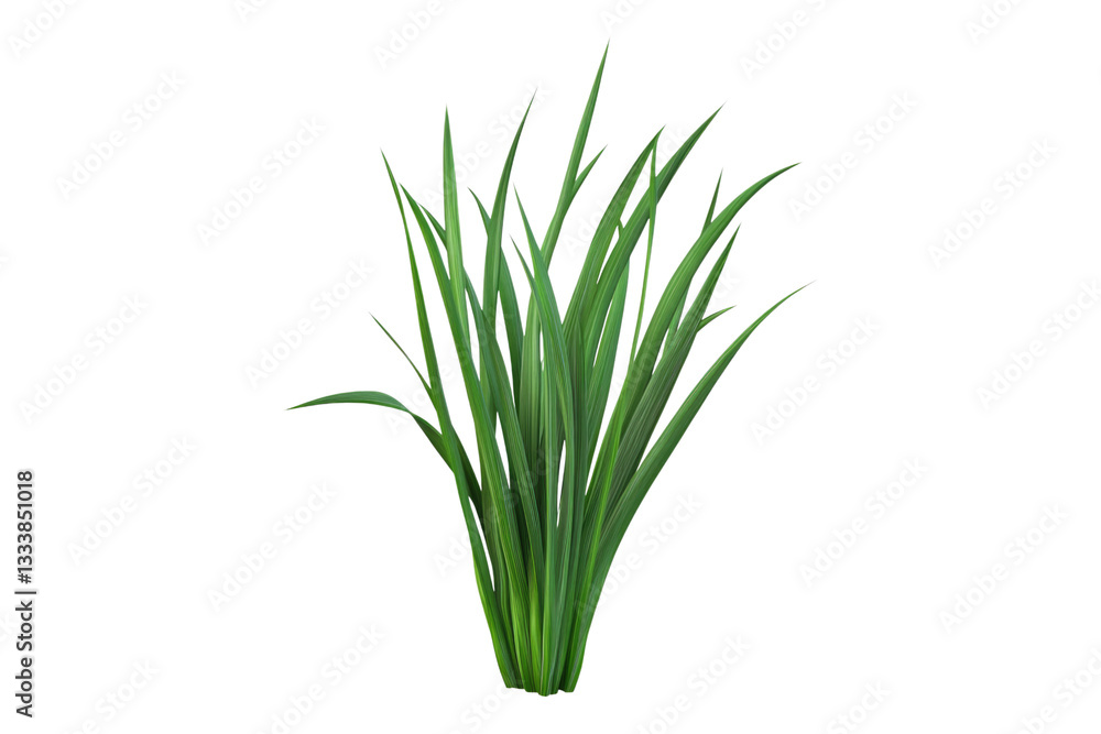 Green onion Isolated on transparent background Green onion Isolated on transparent background