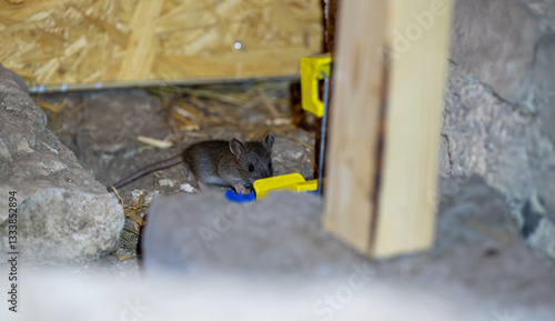 Cute little house mouse near mouse trap