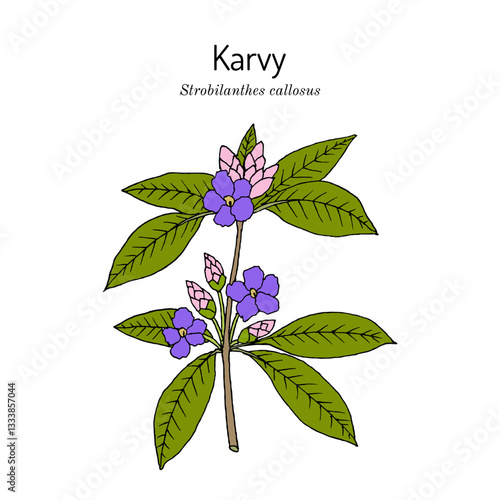 Karvy, or maruadona (Strobilanthes callosa), medicinal plant. Hand drawn botanical vector illustration