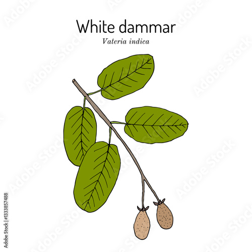 White Dammar (Vateria indica), edible and medicinal plant. Hand drawn botanical vector illustration