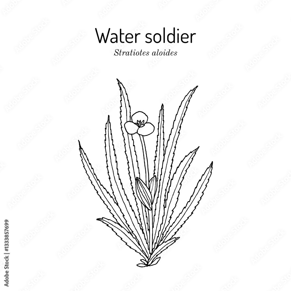 Fototapeta premium Water soldier or water pineapple (Stratiotes aloides), aquatic medicinal plant. Hand drawn botanical vector illustration