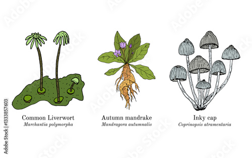 Collection of edible and medicinal plants. Hand drawn botanical vector illustration