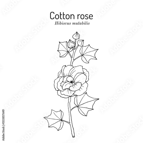 Cotton Rose (Hibiscus mutabilis), edible and medicinal plant. Hand drawn botanical vector illustration