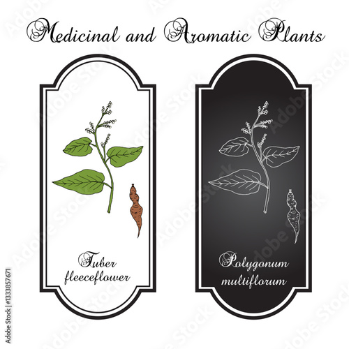 Tuber fleeceflower, or Chinese knotweed (Polygonum multiflorum), medicinal plant. Hand drawn botanical vector illustration