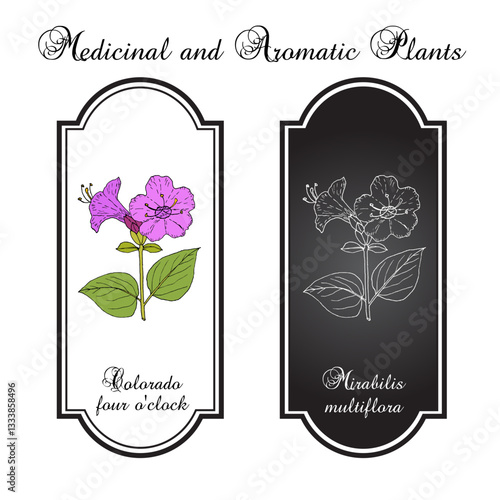 Colorado four o'clock (Mirabilis multiflora), edible and medicinal plant. Hand drawn botanical vector illustration