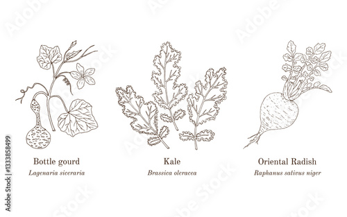Collection of edible and medicinal plants. Hand drawn botanical vector illustration