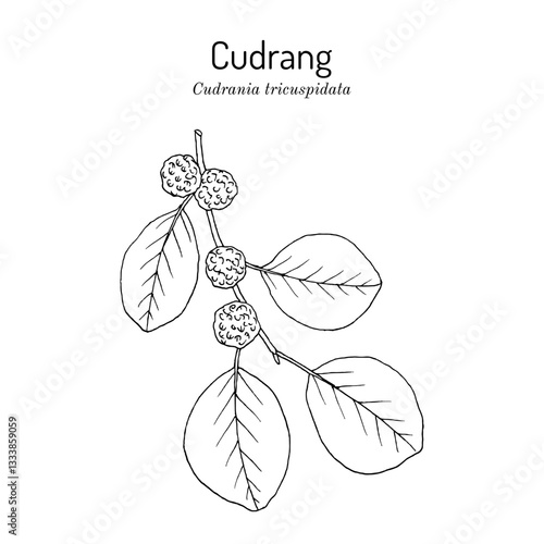 Cudrang or Silkworm Thorn, or Storehousebush (Cudrania or maclura tricuspidata), edible and medicinal plant. Hand drawn botanical vector illustration