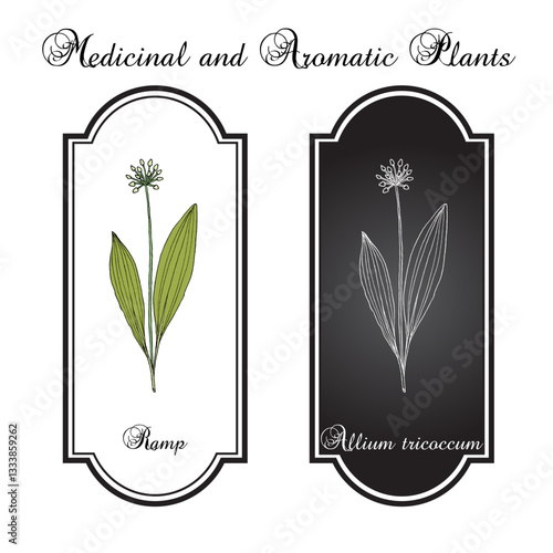 Wood Leek, or Ramp (Allium tricoccum), medicinal and edible plant. Hand drawn botanical vector illustration