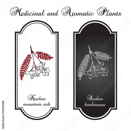 Koehne mountain ash (Sorbus koehneana), edible and ornamental plant. Hand drawn botanical vector illustration