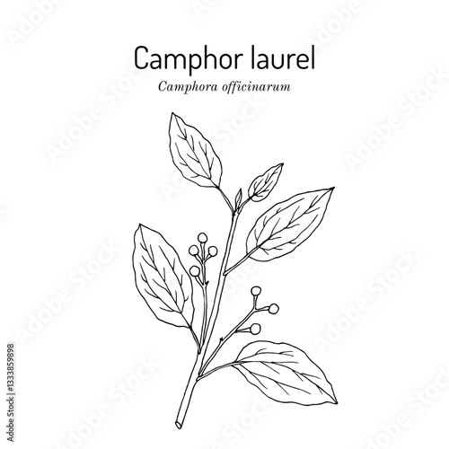 Camphor tree (Camphora officinarum), edible and medicinal plant. Hand drawn botanical vector illustration