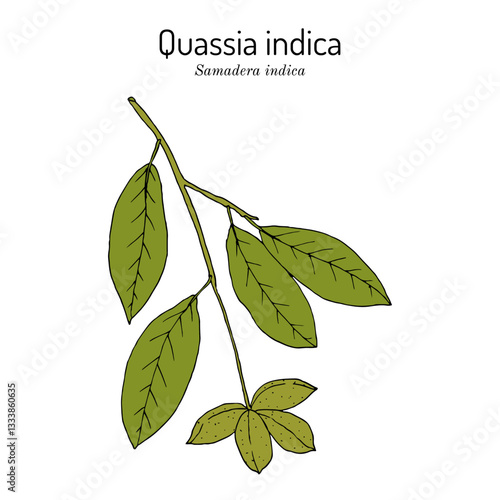 Quassia indica, or Niepa bark tree (Samadera indica), medicinal plant. Hand drawn botanical vector illustration
