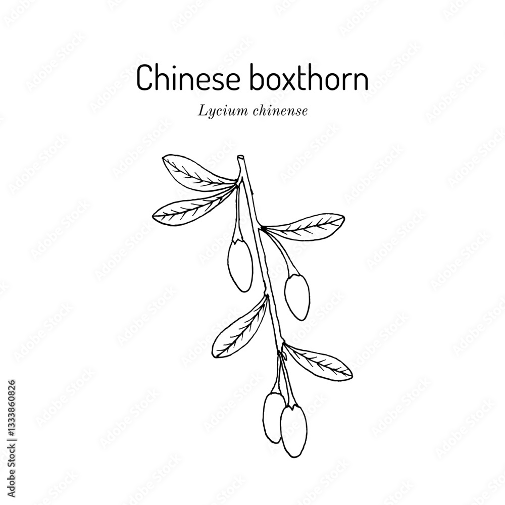 Chinese Boxthorn (Lycium chinense), edible and medicinal plant. Hand drawn botanical vector illustration Chinese Boxthorn (Lycium chinense), edible and medicinal plant. Hand drawn botanical vector illustration