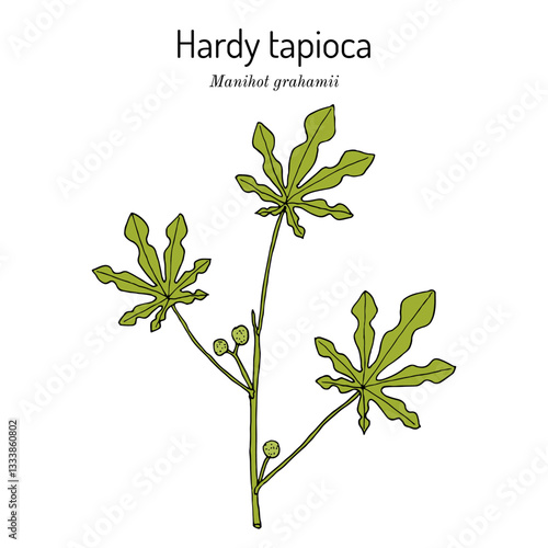 Hardy Tapioca (Manihot grahamii), ornamental and edible plant. Hand drawn botanical vector illustration