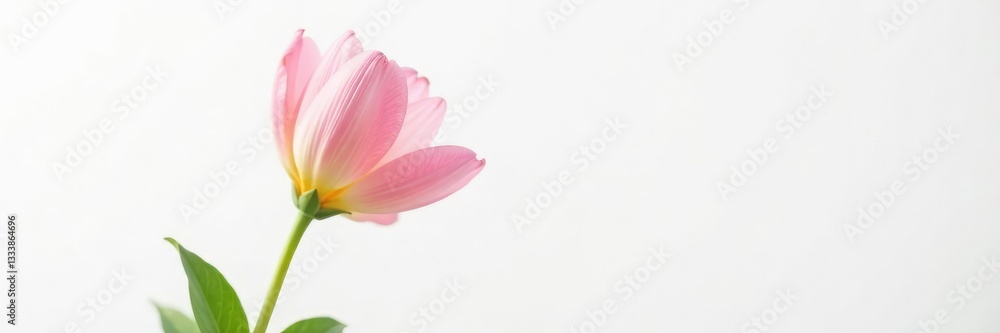 Single flower in full bloom against a white background, bloom, petals, foliage Single flower in full bloom against a white background, bloom, petals, foliage