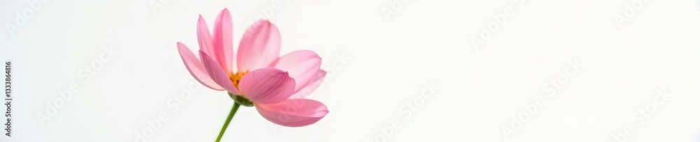 Single flower in perfect focus on white background, petals, bloom Single flower in perfect focus on white background, petals, bloom