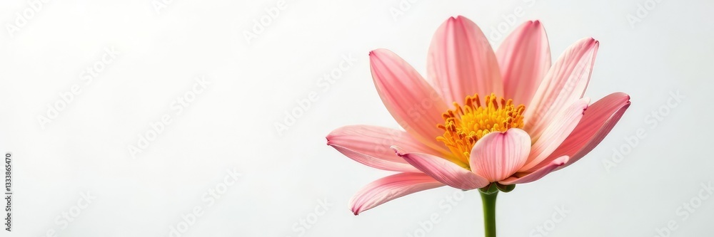 Single flower with intricate details on white, intricate, blooms, color Single flower with intricate details on white, intricate, blooms, color