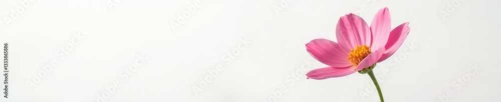 Single isolated bloom against white background with subtle shadows, bloom, simplicity, blossom Single isolated bloom against white background with subtle shadows, bloom, simplicity, blossom