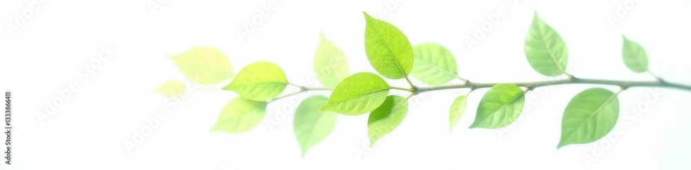 Single isolated branch against bright white background, leafy, green Single isolated branch against bright white background, leafy, green