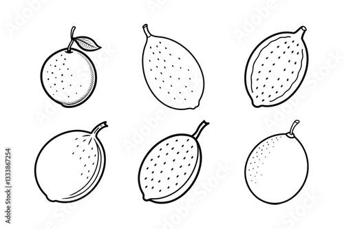 Finger Lime – Citrus australasica line art vector illistration