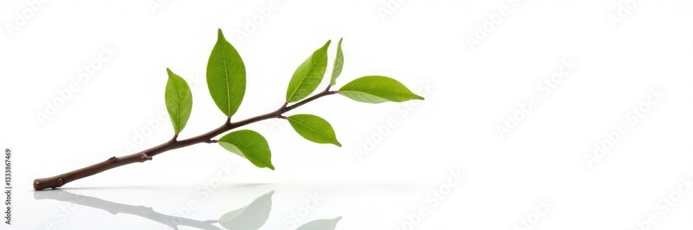 Naklejka premium single isolated branch on white background with reflection, serene, texture, branch