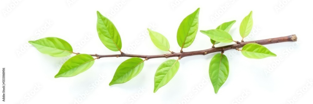 Fototapeta premium Single isolated branch with brown bark on white background, simplicity, green leaf, still life